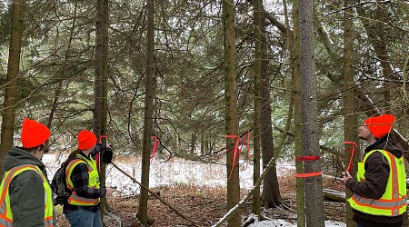 Invasive bug dangerous to Michigan's Christmas trees spurs quarantine