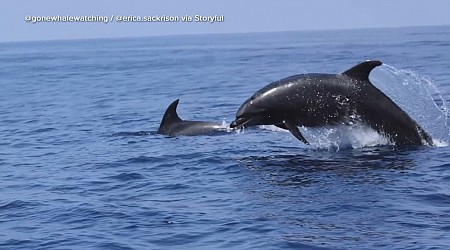 WATCH: Dolphins show off acrobatic jumps