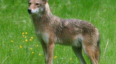 Mass. woman getting rabies shots after apparent coyote attack