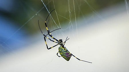 Giant "flying" Joro spiders reported across Georgia - and now confirmed in Pennsylvania