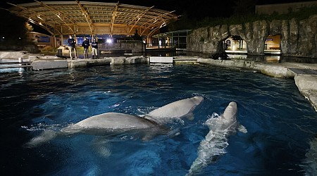 Connecticut aquarium pays over $12K to settle beluga care investigation