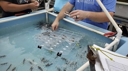 Endangered sea corals moved from South Florida to the Texas Gulf Coast for research and restoration