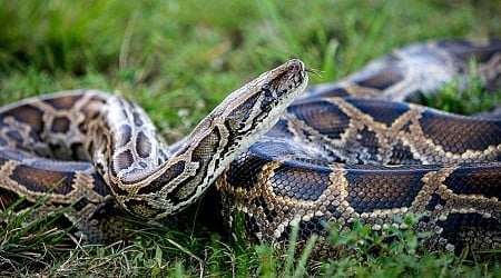 Florida man removes 20 Burmese pythons from Everglades, winning contest