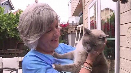 Cat travels more than 1,000 miles back home to CA after going missing in Yellowstone