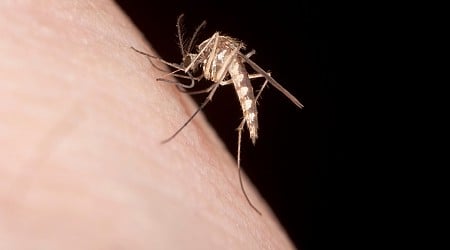 Los Angeles County reports a rare handful of local dengue cases