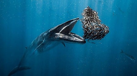 Swim Through 27 Winning Images From Underwater Photography Contest