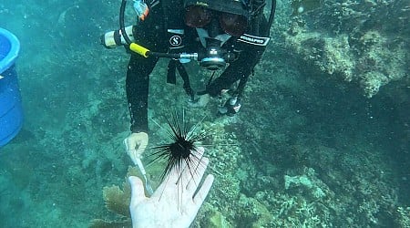 As coral reefs face unprecedented heat, scientists pioneer new ways to protect them