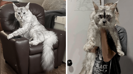 24 Awwdorable Maine Coon Cats Who Have Taken over Our Entire Living Rooms and Our Hearts