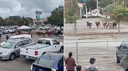 Rodeo bulls escape mall pen and trample through Massachusetts yards