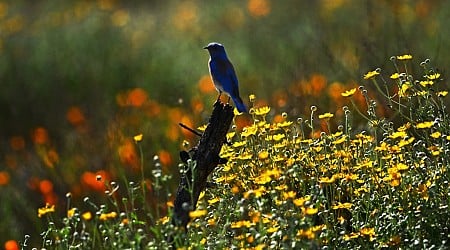 Why have bluebirds ignored a North Carolina birdhouse for a decade?