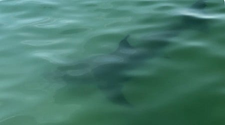 Sharks at Crane Beach in Ipswich, MA