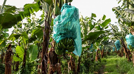 A la Martinique, les sols pollués au chlordécone contraignent les agriculteurs à s’adapter