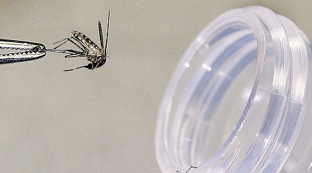 Rare Mosquito-Borne Disease Causes First Death in New Hampshire