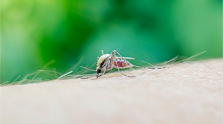 Massachusetts Town Enacts Evening Curfew Over Rare But Deadly Mosquito Virus