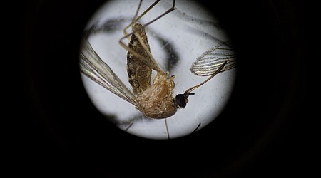 EEE Kills New Hampshire Resident—What To Know About The Rare, Deadly Mosquito-Borne Virus