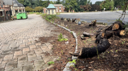 Hundreds of trees cut down at former site of The Manor in West Orange