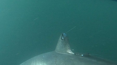 Researchers shocked after 8-foot shark is eaten by a predator. But who's the culprit?