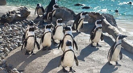 'Mr. Greedy,' a prolific penguin dad, has died at age 33