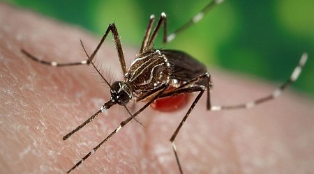 New York resident dies from EEE; state declares virus 'imminent public health threat'