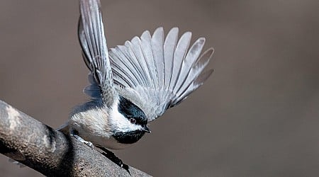 Hybrid Chickadees Reveal How Species Boundaries Can Shift and Blur