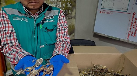 Andean 'Viagra': Peru seizes hundreds of frogs used as aphrodisiacs