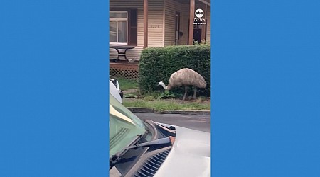 WATCH: Emu spotted roaming around Pittsburgh suburb