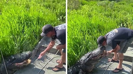 Lana Del Rey's Rumored Alligator Tour Guide BF Kisses Massive Gator in Wild Video