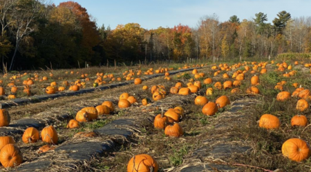 This Maine farm has the best pumpkin patch, corn maze in America