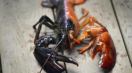 Just how rare is a rare-colored lobster? Scientists say answer could be under the shell