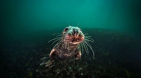 Nova’s New Docuseries Shows Impact Of Climate Change On Gulf Of Maine