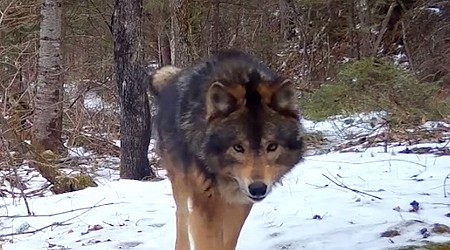 Mystery Beast in Minnesota Woods Leaves Experts Mystified