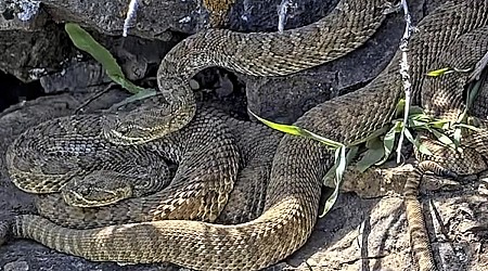 Newborn rattlesnakes at a Colorado 'mega den' are making their live debut