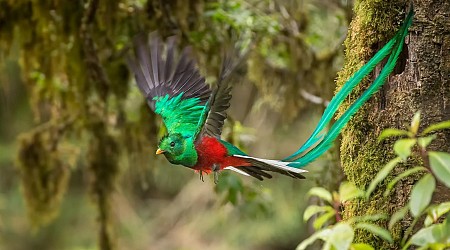 Wildlife Spotlight: Exploring Chiriquí, Panama's Bird-Filled Paradise