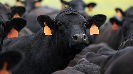 Wyoming Anthrax Outbreak Sparks Health Warnings