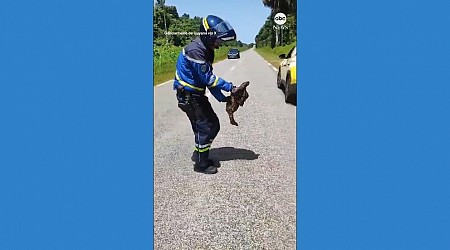 WATCH: Officer carries sloth to safety