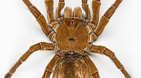 Maior aranha do mundo tem tamanho de um prato, é brasileira e pode comer até aves; conheça