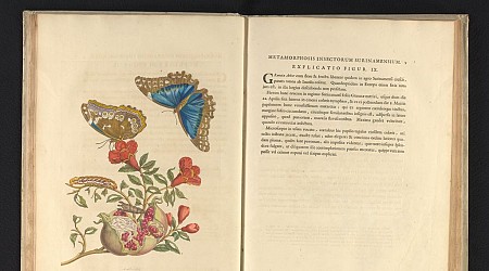 Rijksmuseum verwerft zeldzaam boek uit 18de eeuw over Surinaamse insecten