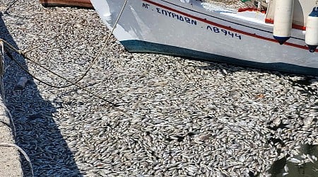 Horrifying Fish Die-Off Sparks Ecological Nightmare for Greek Coastal Town