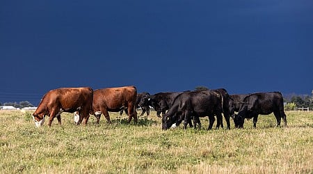 New vaccine protects cattle from deadly tick-borne disease