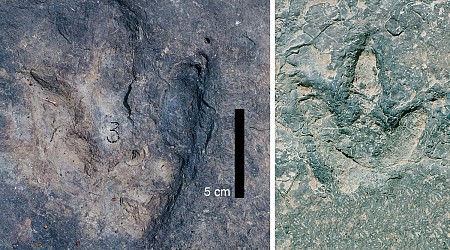 Dinosaur Footprints on Either Side of the Atlantic Are Matching Sets