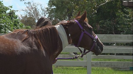 Mississippi family thanks Baton Rouge Police, LSU vet team for helping save their horse