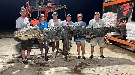 'The size and mass of his head is unreal.' MS alligator hunters bag 800-pound giant