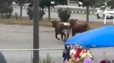 Eight bulls escape from Massachusetts rodeo, one still missing