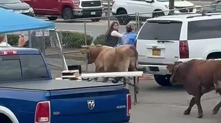 8 bulls escape rodeo after plowing through chain-link fence