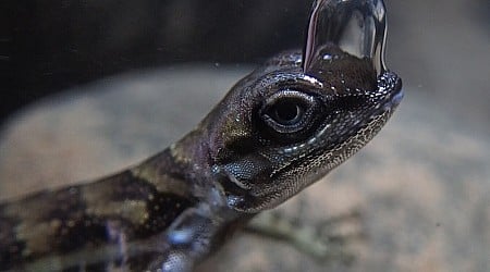 'Scuba-diving' lizards use bubble to breathe underwater and avoid predators