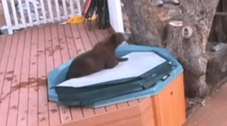 Bear Caught on Camera Taking Dip in Hot Tub