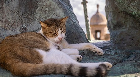 U.S. halts plan to remove iconic stray cats from a historic area in Puerto Rico’s capital