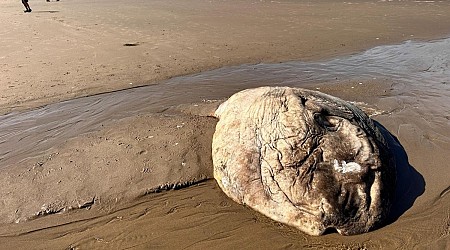 Massive ocean sunfish washes up in Oregon