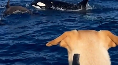 WATCH: Watch this rescue dog's reaction when he sees whales off coast of San Diego