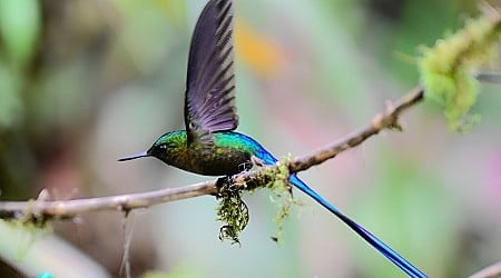 Activists seek clarity over mining ban in Ecuador forest reserve